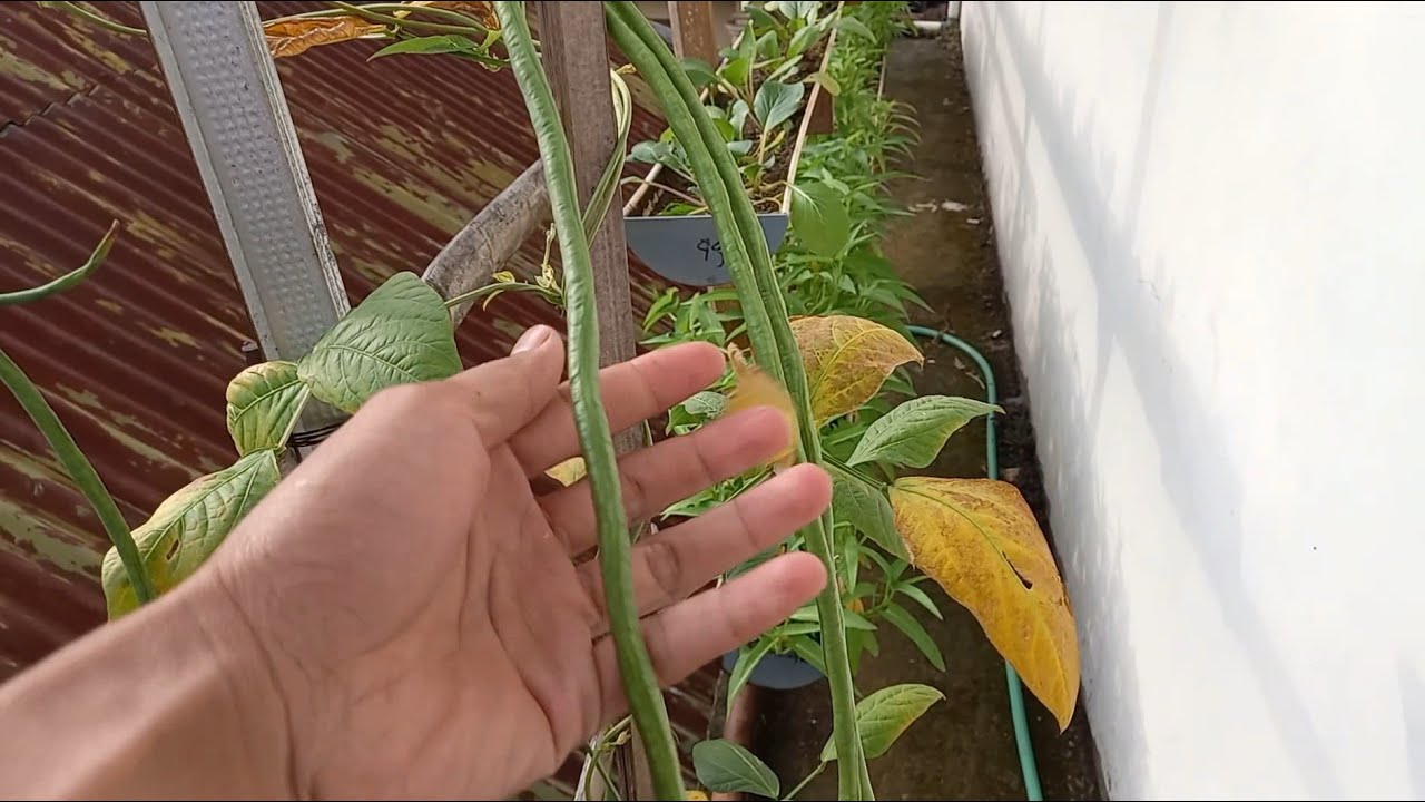 Begini Cara Tanam Kacang Panjang Dengan Mudah Di Polybag | Berkebun ...