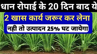 धान रोपाई के 20 दिन बाद यह 2 खास कार्य जरूर कर लेना नहीं तो उत्पादन 25% घर जाएगा |Dhan ki ropai