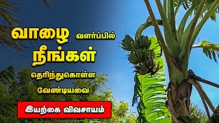 வாழை மரங்களை எப்படி செழிப்பாக வளர்ப்பது  | இயற்கை முறையில் வாழை சாகுபடி