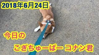 【コーギーの一日】2018年6月24日　コギちゅーばー　子犬のコナン　CONAN's HAPPY DAYs