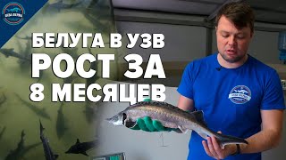 Белуга в УЗВ. Рост за 8 месяцев