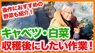 家庭菜園や農園のキャベツと白菜の収穫後のやるべき作業！オススメの後作も徹底解説【農園ライフ】