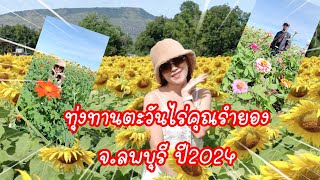 ทุ่งทานตะวันไร่คุณรำยอง จ.ลพบุรี ปี67