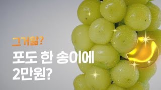 비싼 샤인머스캣 값이 폭락할 수도 있는 이유