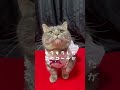 ワンピースを着こなす短足猫が可愛いすぎた... shorts マンチカン 猫