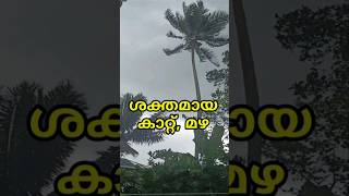 ശക്തമായ കാറ്റ്, മഴ.സ്ഥലം എറണാകുളം ജില്ലയിലെ പിറവം (16/10/2024 01:06pm)