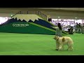 ドッグダンス しっぽフェスタ canine freestyle borzoi shion 10 2013