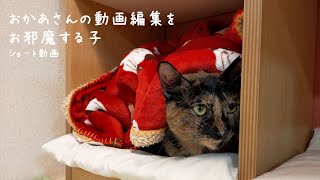 膝の上でふみふみ・・・こりゃたまらん💕　ナレーションを録音中、お邪魔虫に来るサビ猫