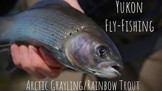 Yukon Fly Fishing For Arctic Grayling \u0026 Rainbow Trout