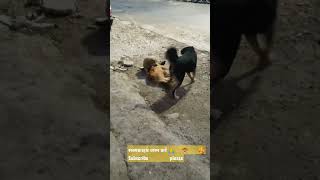 54 days puppy bhotiya dog fight with 2 dog #youtube #shorts #memes #viral subscribe plzzz