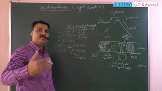 Photosynthesis and light reaction first part