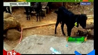 Peekpani | Murud Cattle Farming In Problem