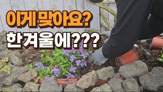 한겨울에 꽃심기/ 팬지/ 플록스/ 수레국화/ 마가렛/ 올라야