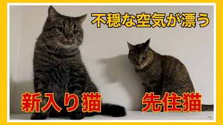 【新入り猫と先住猫】仲良くなれるかな？(最後にハプニングあり！)