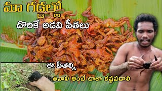 మా గడ్డలో దొరికే అడవి పీతలు 🦀🦀🦀 వీటిని తినాలి అంటే చాలా కష్టపడాలి @ManaINDIAWorld wild crab 🦀🦀