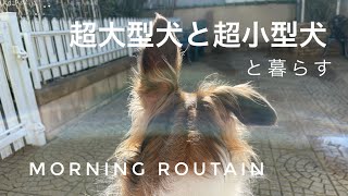 【モーニングルーティン】超大型犬と超小型犬と実家で暮らす。