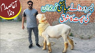 Top Quality ka Mundra Chatra Pasrur City ka Shoq |Gujranwala Bakra Mandi پسرور شہر کا شوق