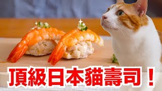橘皮努力的忍住了！超高誘貓力壽司【貓副食食譜】好味貓鮮食廚房EP151