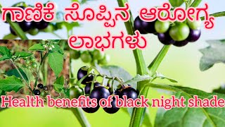 ಗಾಣಿಕೆ ಸೊಪ್ಪಿನ ಆರೋಗ್ಯ ಪ್ರಯೋಜನಗಳು |Natural remedies for skin problems |ಕಾಕಮಾಚಿ| #healthtipskannada