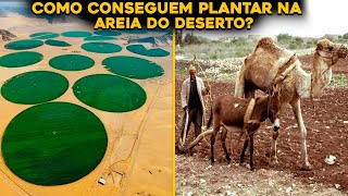 INCRÍVEL! COMO O QTAR CONSEGUE PLANTAR NA AREIA DO DESERTO?