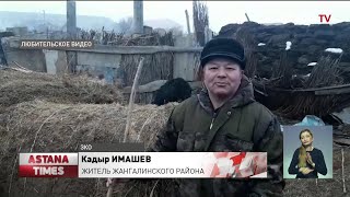 Фермеры массово режут скот из-за нехватки кормов в Западном Казахстане