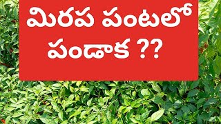 మిరప పంటలో పండాకు సమస్యకు చక్కటి పరిష్కారం🌱🌶️🌶️🌶️🌾🚜