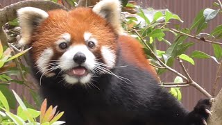 レッサーパンダ　リーファちゃん　お外で遊んでいる様子です　【のんほいパーク】Red panda Leafa-chan Toyohashi Zoo