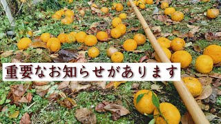 今後のお知らせ/生きとし生けるものすべてに幸せを