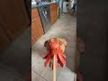 Octopus Weenies!?!