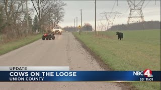 25 cows get loose in Union Co.