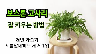 보스톤고사리 잘 키우는 방법