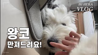 (Hi Hera, Vlog) 왕코 만져드려요! (Old English Sheepdog Vlog,대형견 올드잉글리쉬 쉽독)