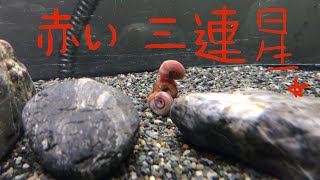 【ナマズ飼育記録４】水槽に貝を追加しました