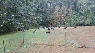 The Turkeys are here...