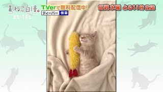 ねこ自慢＃86ご出演ニャンコたち【3月30日OA】