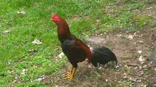 Som De Galo ( Rooster - Sound Effect Free )