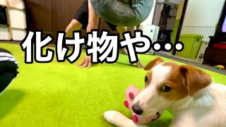 【撃退】化け物が現れた！激闘の末に得た物とは・・・？［しゃべる犬 ジャックラッセルテリア］