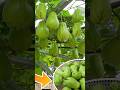 Growing chayote is easy at home, lots of fruit to eat all year round #grow #garden #shorts #farming