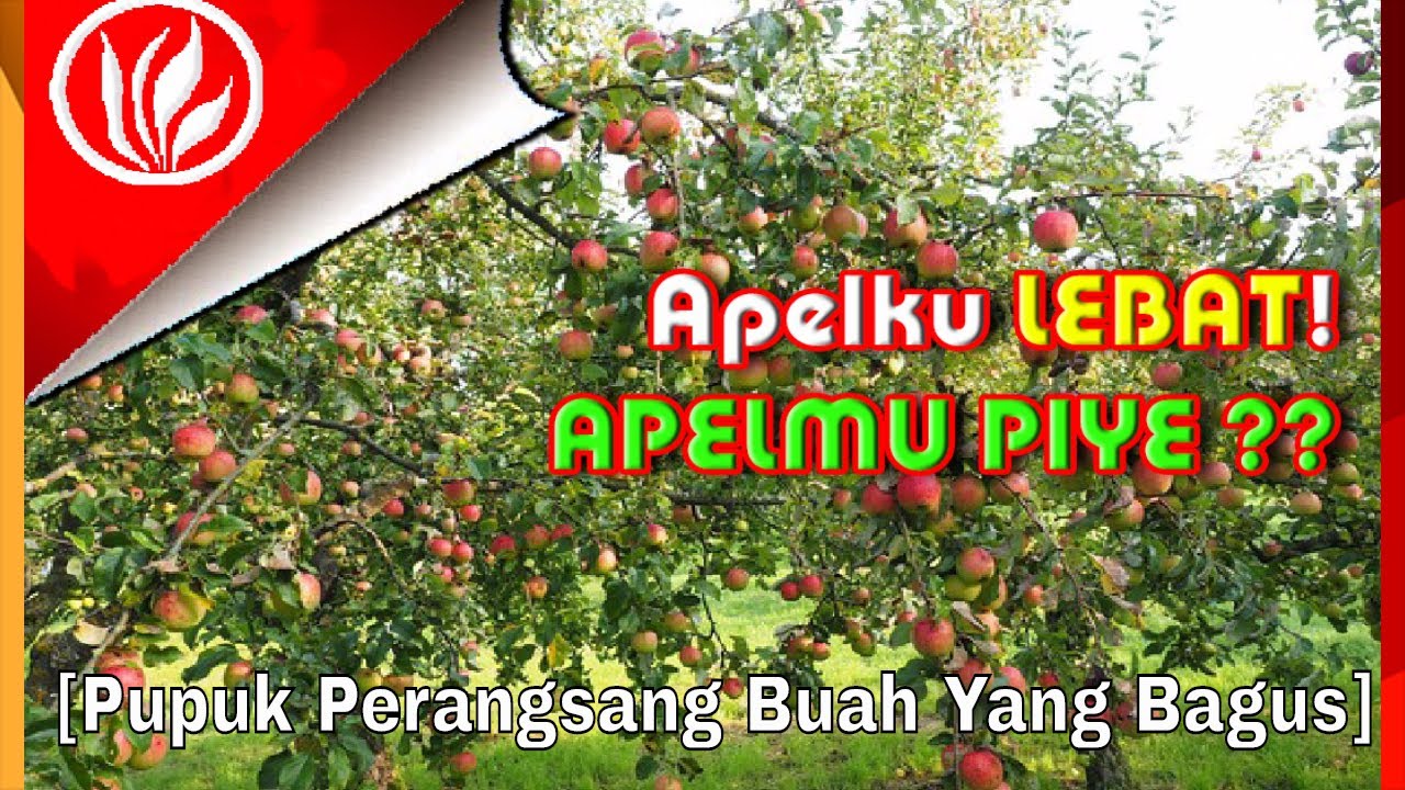 Cara Menanam Apel Berbuah Lebat | Pupuk Buah Apel Agar Panen Meningkat ...