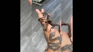 incredible insect
