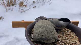 ゴジュウカラ鳴き声　一度にアサの実5個くわえる