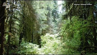 This is the Quietest Place in the US, Says Acoustic Ecologist