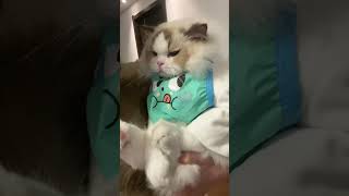 宝宝～又在委屈什么呢？这是我的小猪猫 心思全写在脸上的猫