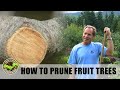 Back to Eden Gardening - How To Prune Fruit Trees for Maximum Production with Arborist Paul Gautschi