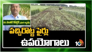 పచ్చిరొట్ట పైర్లు ఉపయోగాలు | Green Manure Cultivation Tips | Matti Manishi | 10TV