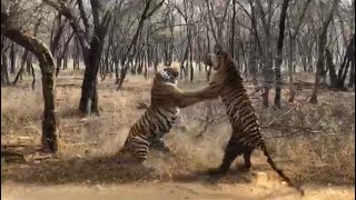 Tiger Fight Ranthambore