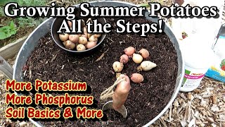 Growing Summer Container Potatoes: Soil Basics, Phosphorus & Potassium, Planting: All the Steps!