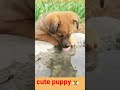 puppy drinking water 4kviral pillu lover shorts