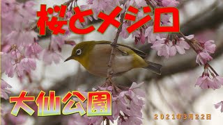 大仙公園の桜とメジロ（２０２１年３月２２日）