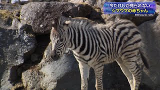 富士サファリパーク 愛くるしいシマウマの赤ちゃんが人気（静岡県）